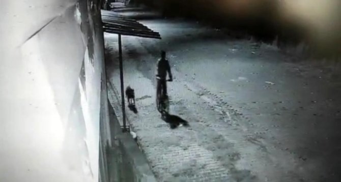 Iğdır’da Pitbull Cinsi Köpek İle Hırsızlık
