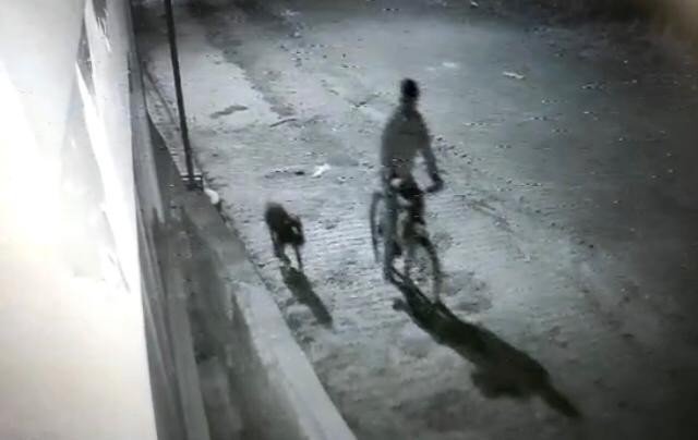 Iğdır’da Pitbull Cinsi Köpek İle Hırsızlık