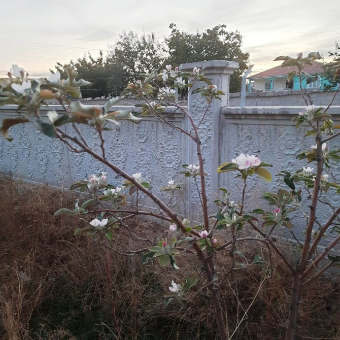 Kulu’da Ekim Ayında Elma Fidanı Çiçek Açtı