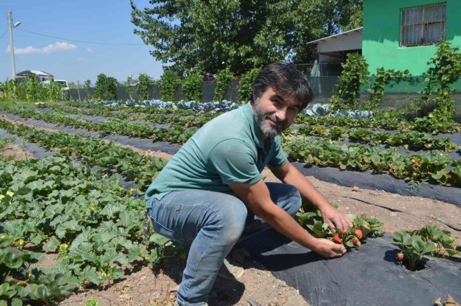 Tavşanlı’nın Kuruçay Beldesinde Çilek Üretimi Yaygınlaşıyor