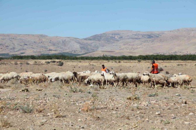 Yayladan Dönüşler Devam Ediyor