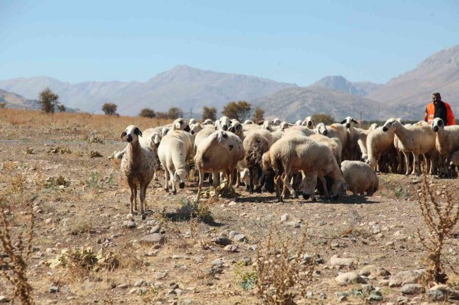 Yayladan Dönüşler Devam Ediyor