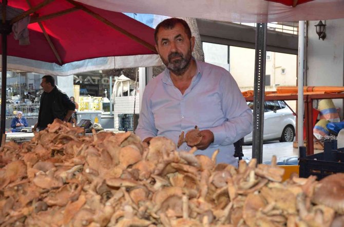 Ordu’da Fındık Tirmidi Bolluğu: Kilosu 50 Liradan Satılıyor