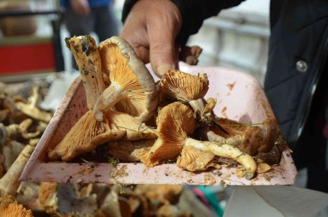 Ordu’da Fındık Tirmidi Bolluğu: Kilosu 50 Liradan Satılıyor