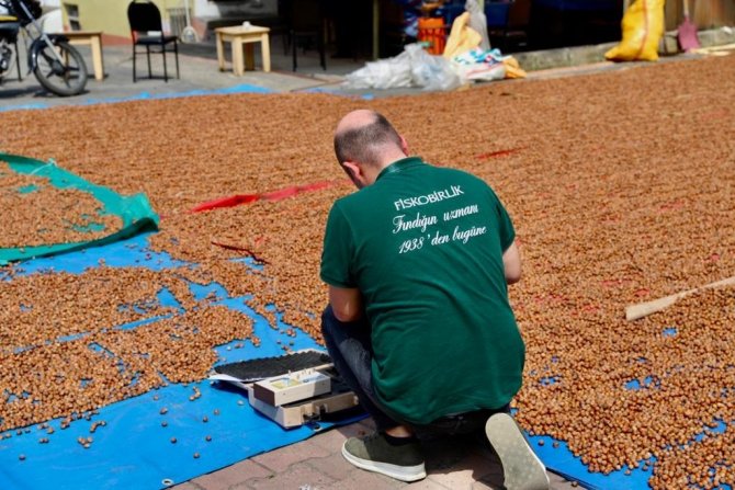 Fi̇skobi̇rli̇k Fiyat Farkıyla Fındık Alımlarını Sürdürüyor