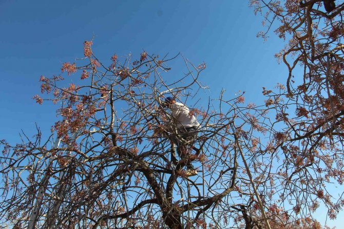 Siirt’te Bıttım Toplanmaya Başlandı