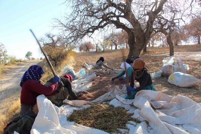 Siirt’te Bıttım Toplanmaya Başlandı