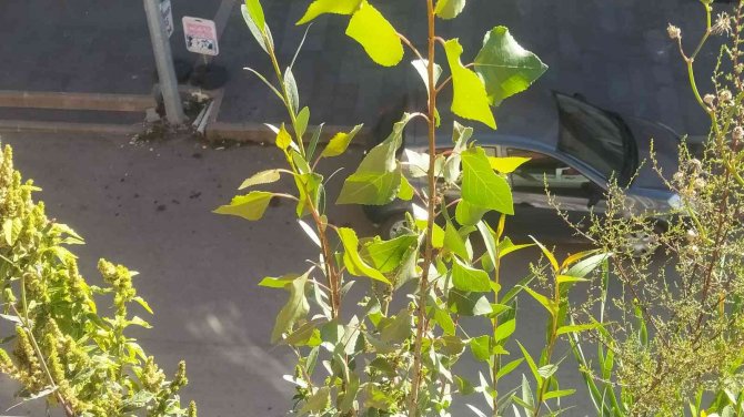 Olukta Filizlenen Ağaçlar Şaşkınlığa Neden Oldu