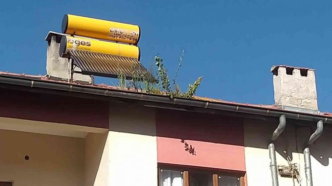 Olukta Filizlenen Ağaçlar Şaşkınlığa Neden Oldu