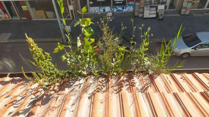 Olukta Filizlenen Ağaçlar Şaşkınlığa Neden Oldu