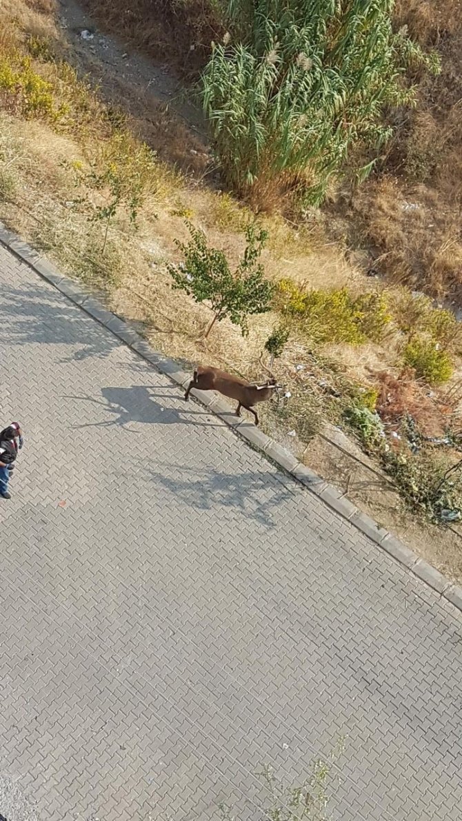 Okulda Geyik Şaşkınlığı