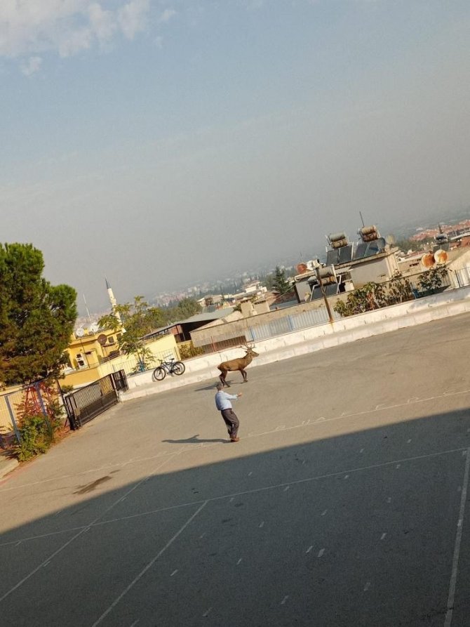 Okulda Geyik Şaşkınlığı