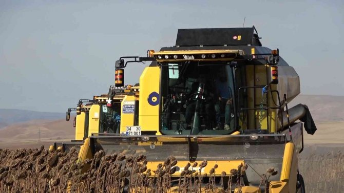 Tarım Ve Orman Bakan Yardımcısı Pakdil, Muş Ovası’nda Biçerdöverle Ayçiçeği Hasadı Yaptı