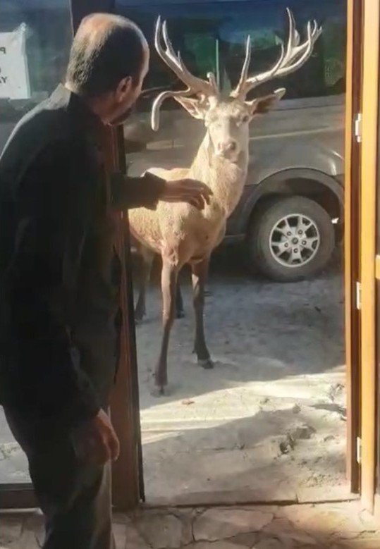 Ortadan Kaybolan Geyiğe ’Geri Dön’ Çağrısı