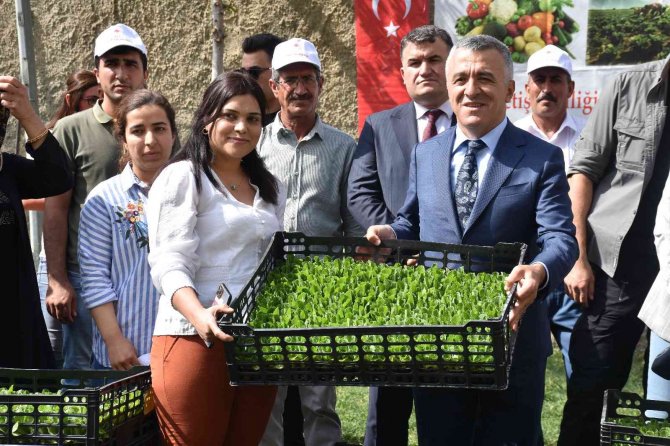 Şırnak’ta Seralara Kadın Eli Değdi