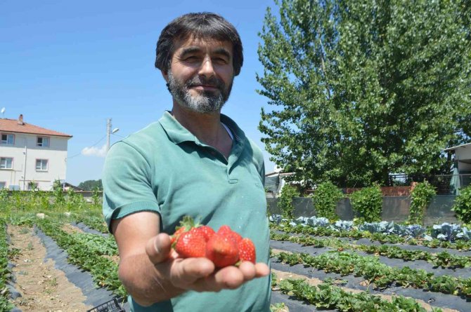 Tavşanlı’nın Kuruçay Beldesinde Çilek Üretimi Yaygınlaşıyor