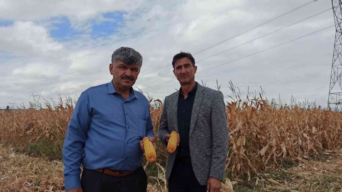 Eskişehir’de Mısır Verimi Yüz Güldürdü