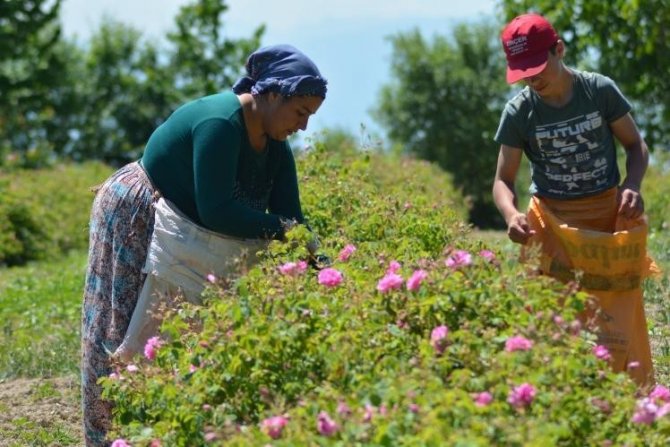 Isparta’da Gül Çiçeği Taban Fiyatı 22 Lira Olarak Açıklandı