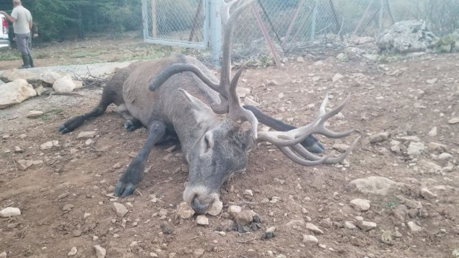 Bir Haftadır Kaçan Geyik Yeniden Spil Milli Parkı’nda