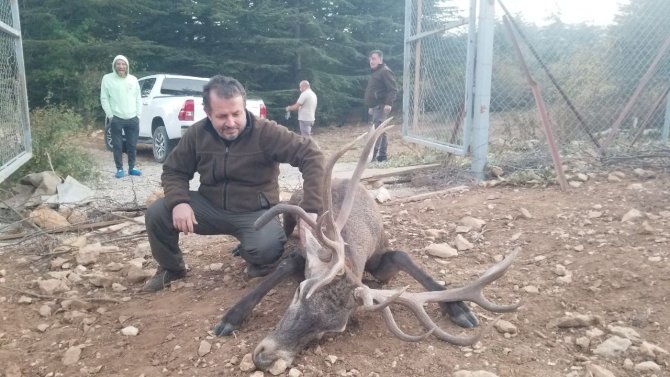 Bir Haftadır Kaçan Geyik Yeniden Spil Milli Parkı’nda