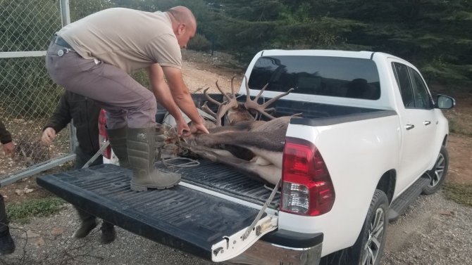 Bir Haftadır Kaçan Geyik Yeniden Spil Milli Parkı’nda