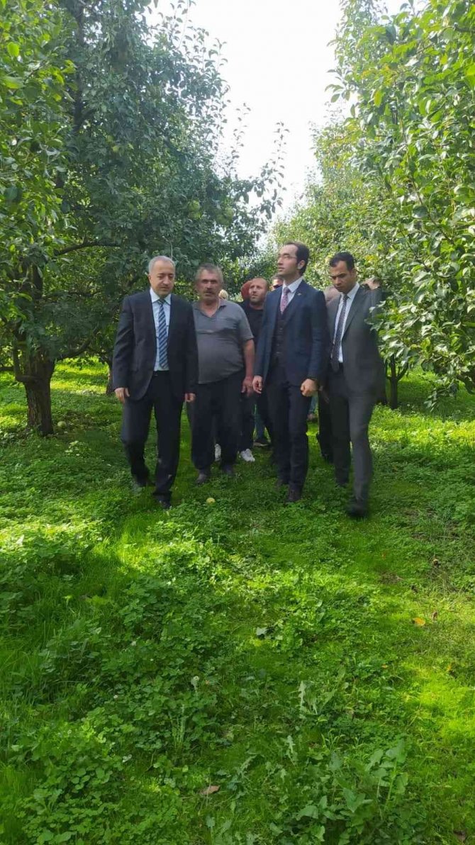 Çaycuma’da ‘Deveci Armudu Hasat Şenliği’ Gerçekleşti