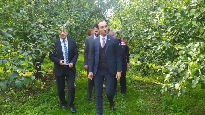 Çaycuma’da ‘Deveci Armudu Hasat Şenliği’ Gerçekleşti