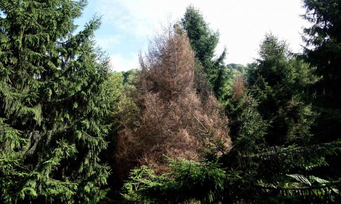 Artvin Ormanlarında 56 Yıldır Zararlı Böceklerle Mücadele Sürüyor