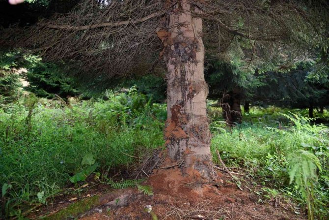 Artvin Ormanlarında 56 Yıldır Zararlı Böceklerle Mücadele Sürüyor