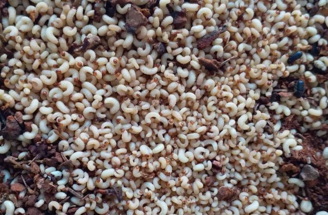 Artvin Ormanlarında 56 Yıldır Zararlı Böceklerle Mücadele Sürüyor