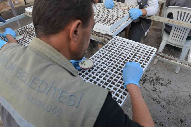 Çorum’da Belediye, 45 Bin Kış Çiçeğini Toprakla Buluşturacak