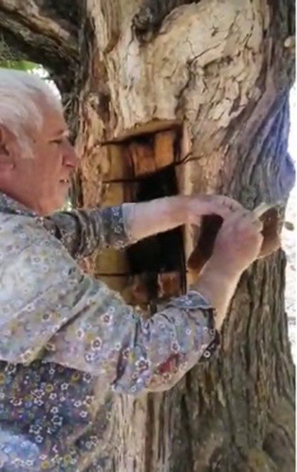 Ağaç Gövdesinden Kova Kova Bal Çıktı, Görenler Hayrete Düştü