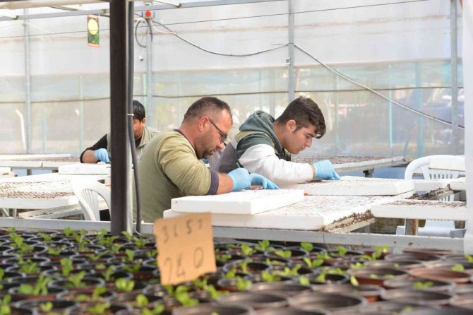 Çorum’da Belediye, 45 Bin Kış Çiçeğini Toprakla Buluşturacak