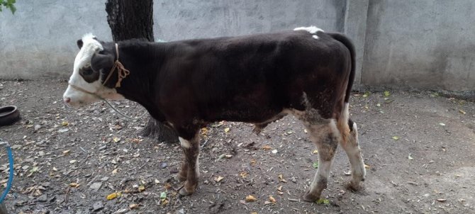 Bağ Evinden Çaldığı Hayvanlar Evinde Bulundu