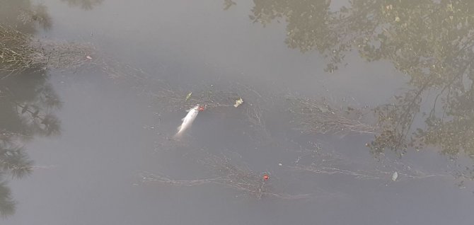 Su Seviyesi Düşen Kanalda Onlarca Balık Öldü