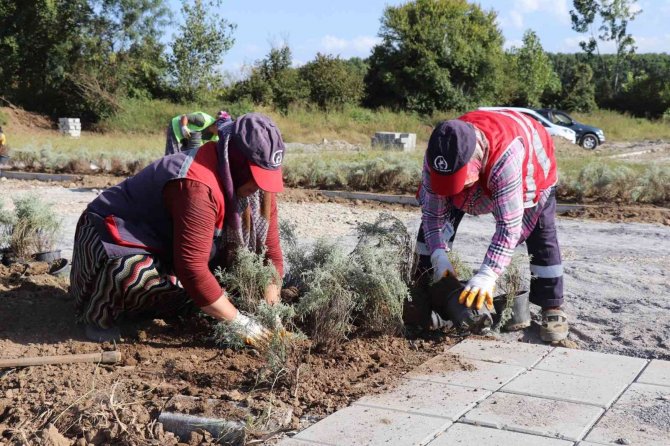 Şehir Mezarlığında Lavanta Kokusu Sardı