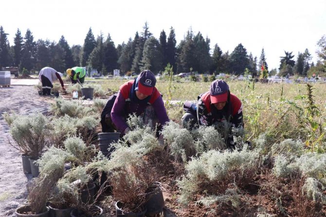 Şehir Mezarlığında Lavanta Kokusu Sardı