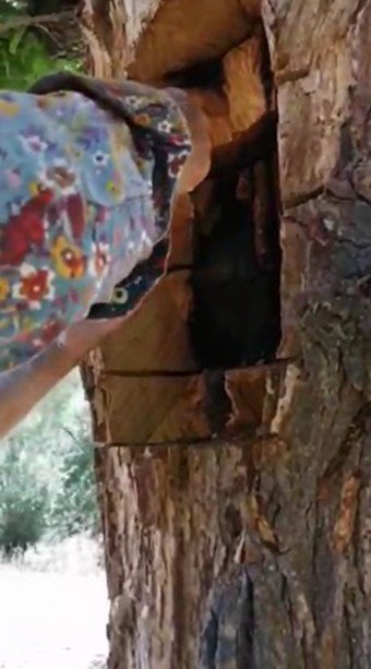 Ağaç Gövdesinden Kova Kova Bal Çıktı, Görenler Hayrete Düştü