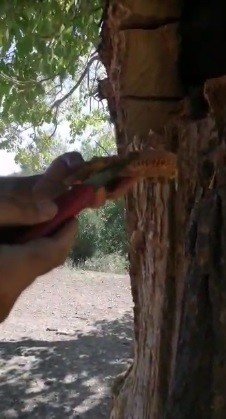 Ağaç Gövdesinden Kova Kova Bal Çıktı, Görenler Hayrete Düştü