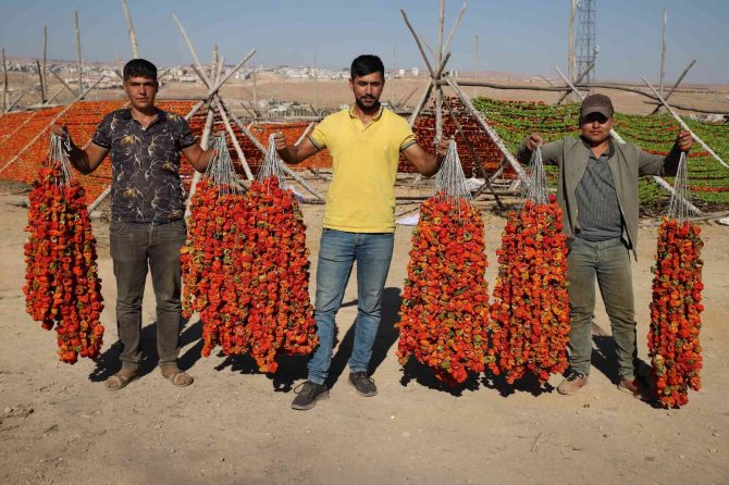 Gaziantep’te Sezonun Son Kurutmalıkları Güneşe Bırakıldı