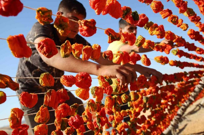 Gaziantep’te Sezonun Son Kurutmalıkları Güneşe Bırakıldı