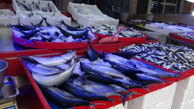 Giresunlu Balıkçılar Ucuz Balık İçin Palamut Göçünü Bekliyor