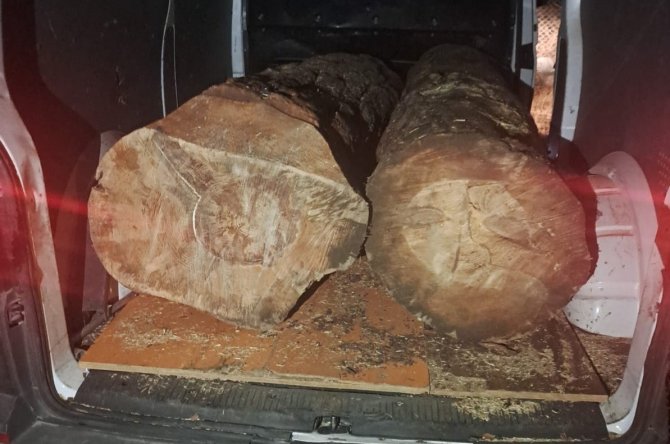 İ̇zmir’de Ormanda Ağaç Kesen 3 Kişi Suçüstü Yakalandı