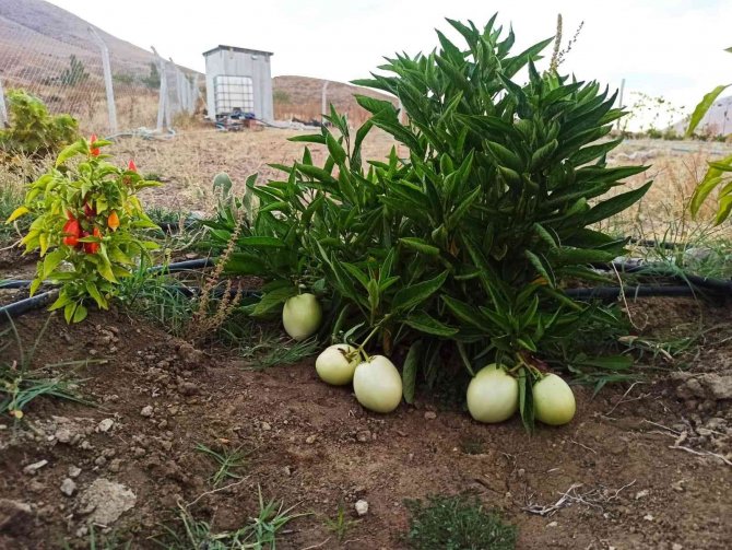 Anavatanı Peru Olan Meyveyi Ekinözü’nde Yetiştirdi