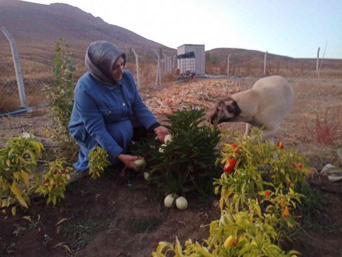 Anavatanı Peru Olan Meyveyi Ekinözü’nde Yetiştirdi
