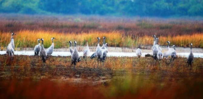 Kızılırmak Deltası’nda Turna Sürüsü Görüntülendi