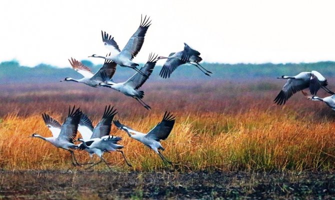 Kızılırmak Deltası’nda Turna Sürüsü Görüntülendi