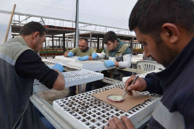 Çorum’da Belediye, 45 Bin Kış Çiçeğini Toprakla Buluşturacak