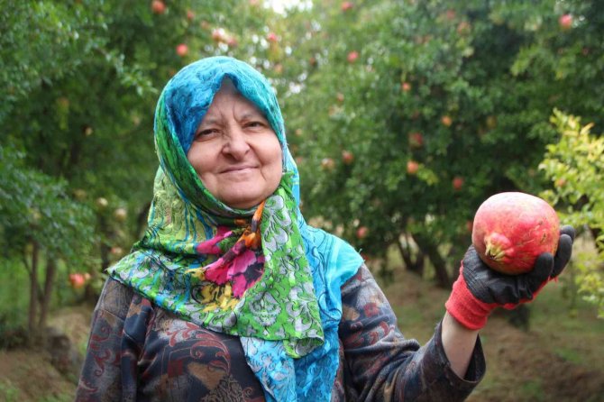 ’Deve Dişi’ Narında Üretici Bu Yıl Rekolteden Memnun, Fiyatlardan Değil