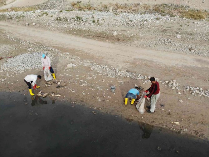 Organize Sanayi’nin Atık Suları Toplu Balık Ölümüne Neden Oldu